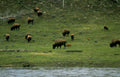 bison herd yellowstone 3 Vintage A4 Photo Print