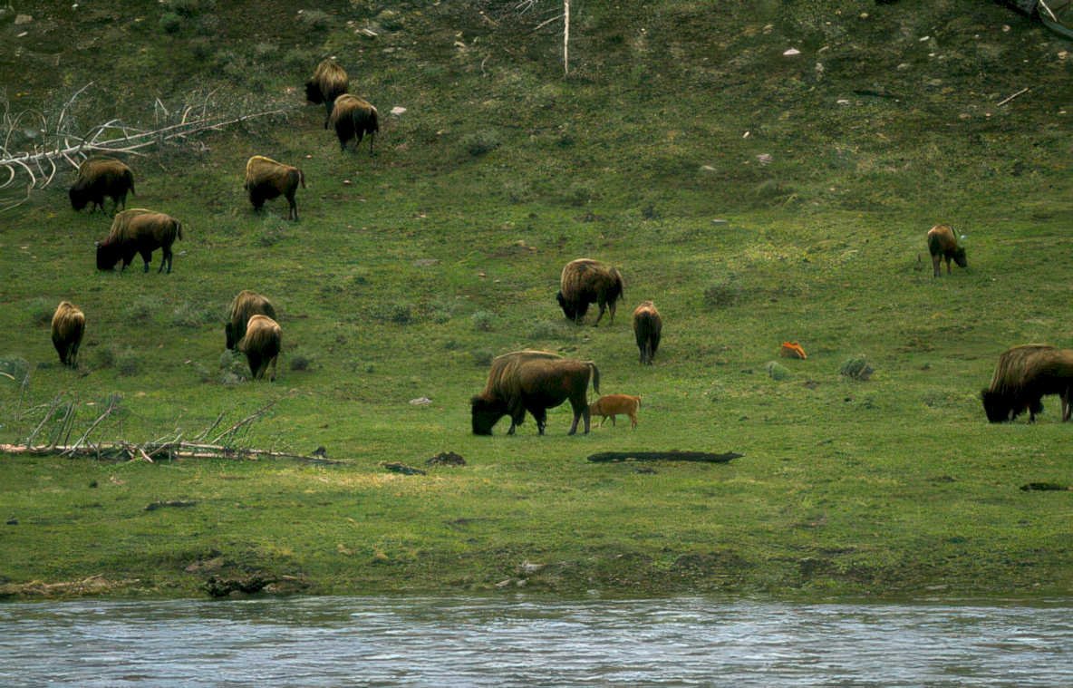 bison herd yellowstone 3 Vintage A4 Photo Print