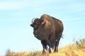 bison hillside 2003 1980s 1990s A4 Photo Print