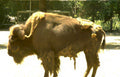 bison mud zoo Vintage A4 Photo Print