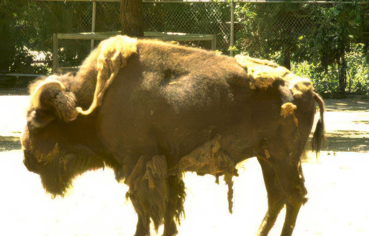 bison mud zoo Vintage A4 Photo Print