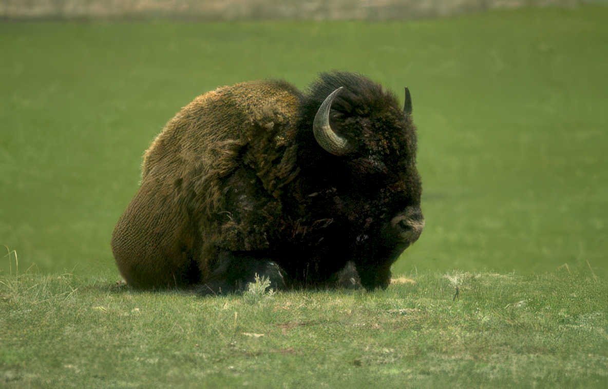 bison north america Vintage A4 Photo Print