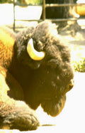 bison portrait grass Vintage A4 Photo Print