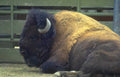 bison resting zoo Vintage A4 Photo Print