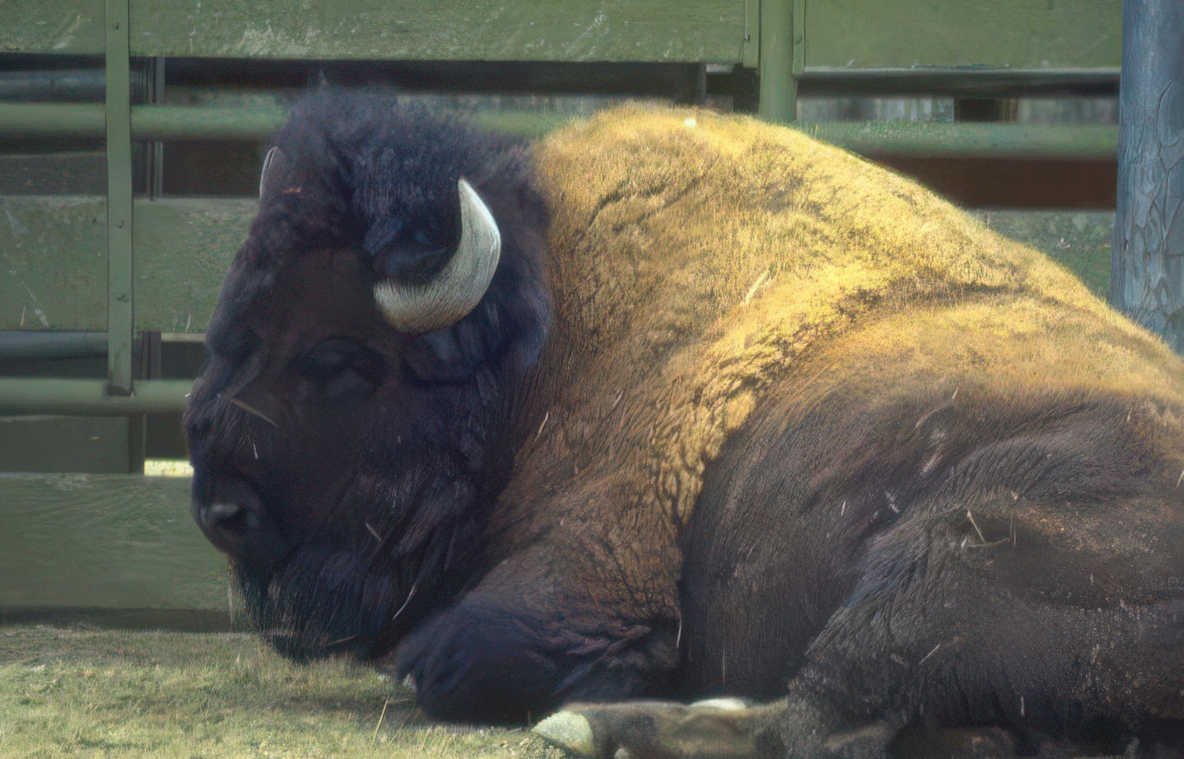 bison resting zoo Vintage A4 Photo Print