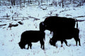 bison winter herd1980s 1990s A4 Photo Print