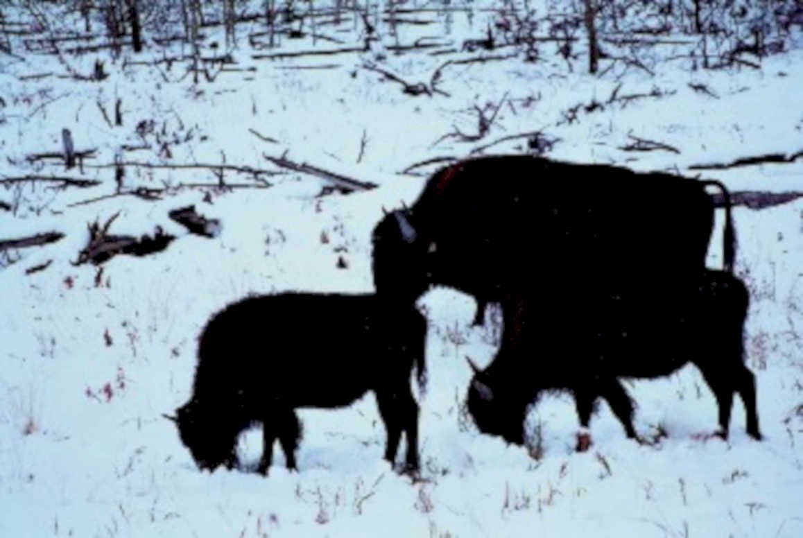 bison winter herd1980s 1990s A4 Photo Print