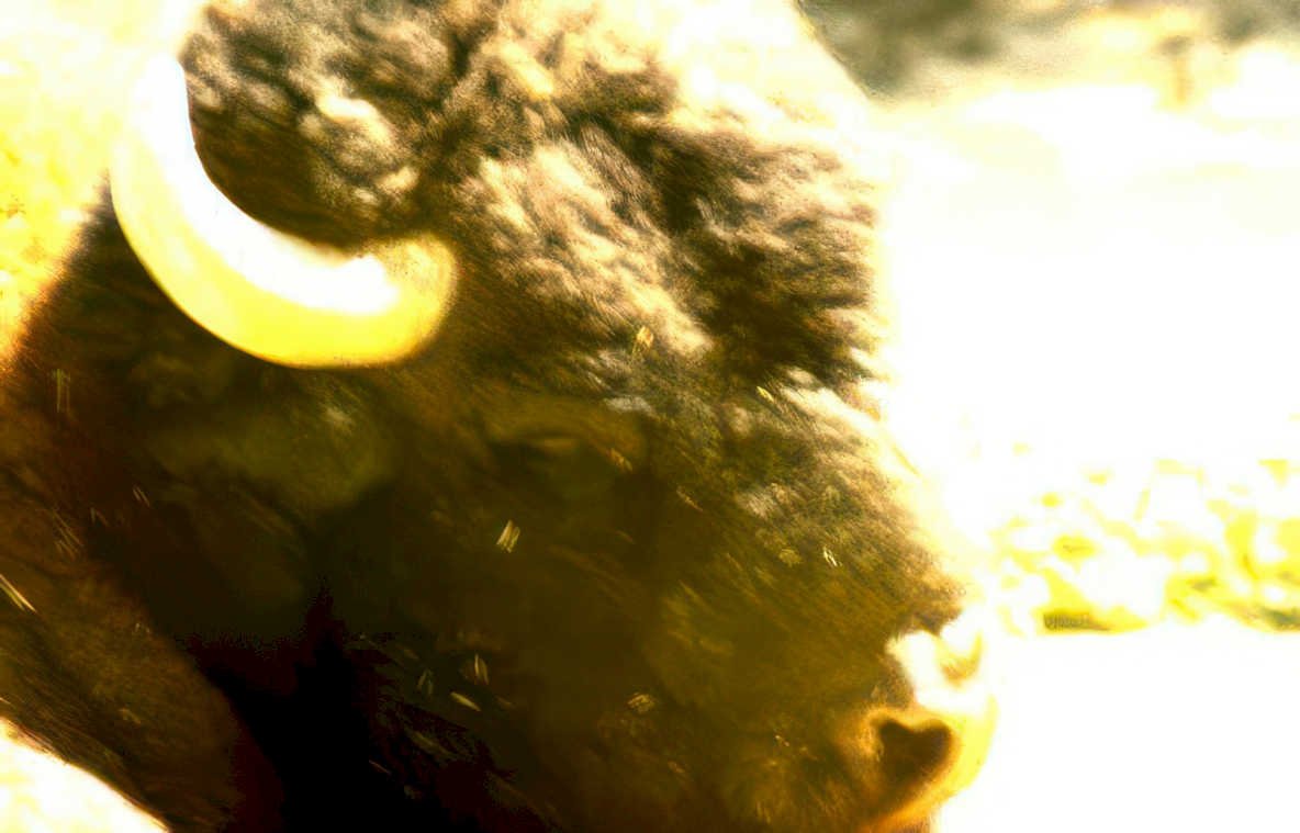 bison yellowstone golden Vintage A4 Photo Print