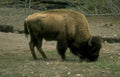 bison yellowstone grass 1 Vintage A4 Photo Print