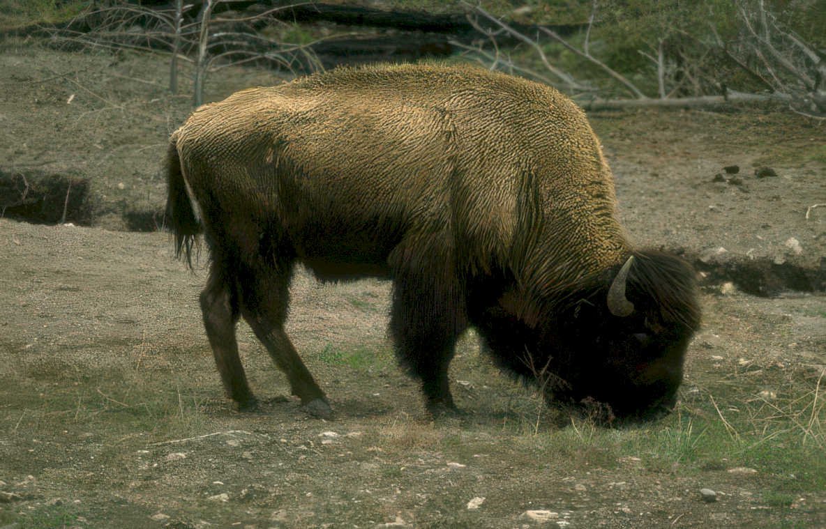 bison yellowstone grass 1 Vintage A4 Photo Print