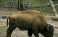 bison yellowstone grass 2 Vintage A4 Photo Print