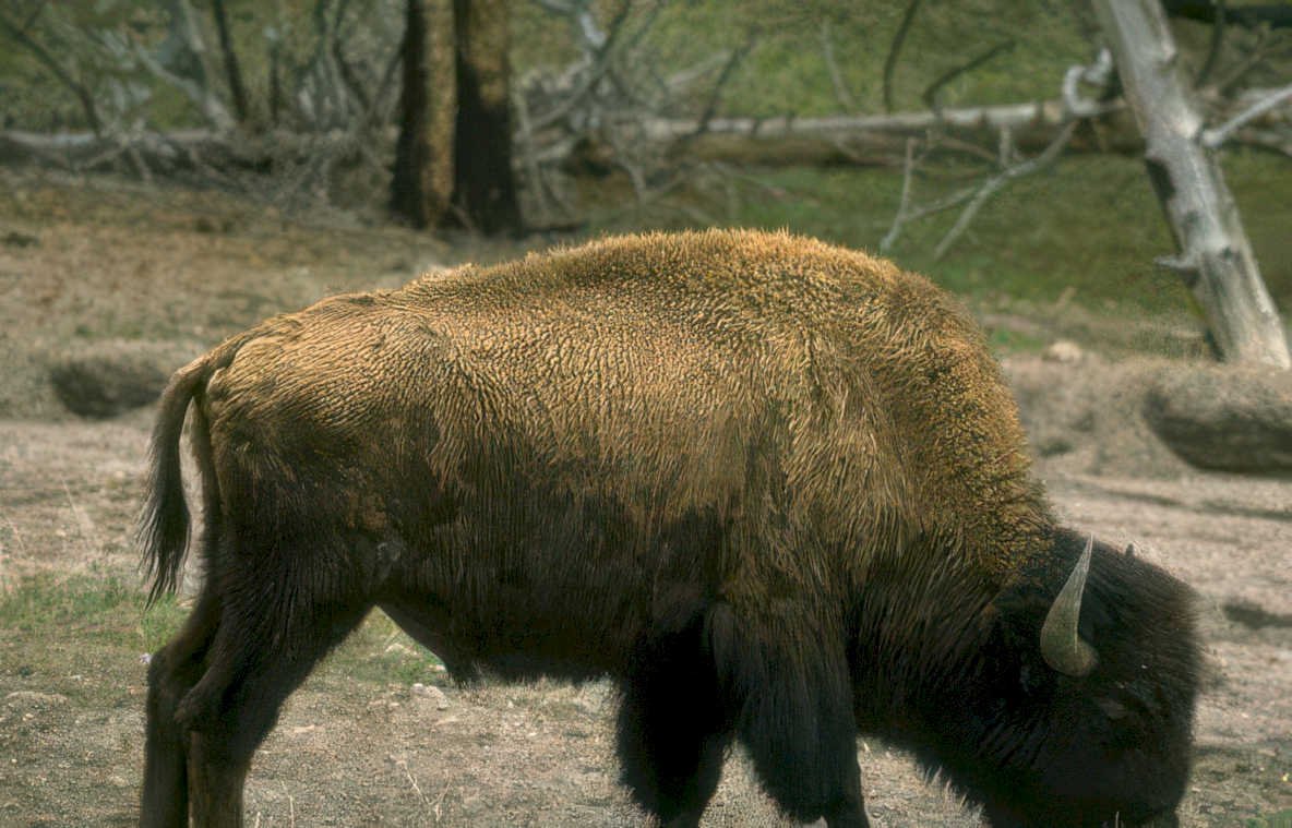 bison yellowstone grass 2 Vintage A4 Photo Print