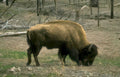 bison yellowstone grazing Vintage A4 Photo Print