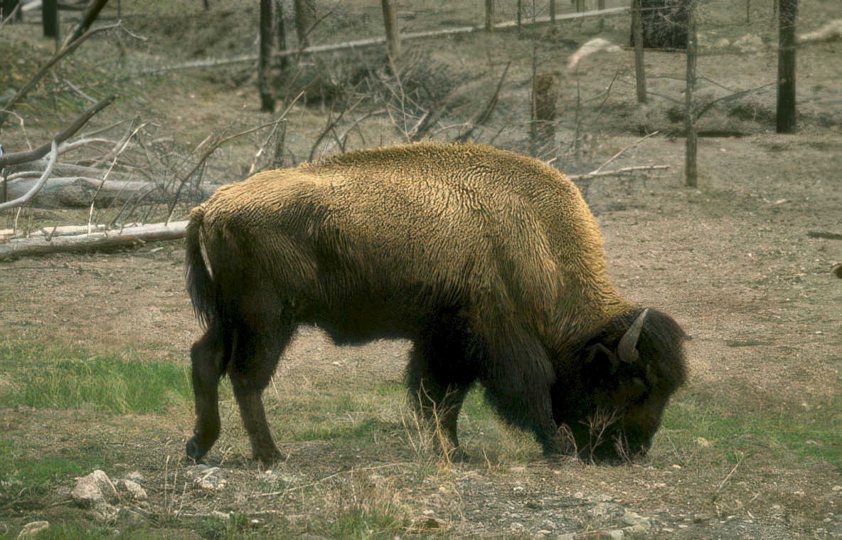 bison yellowstone grazing Vintage A4 Photo Print