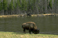 bison yellowstone river 1980s 1990s A4 Photo Print