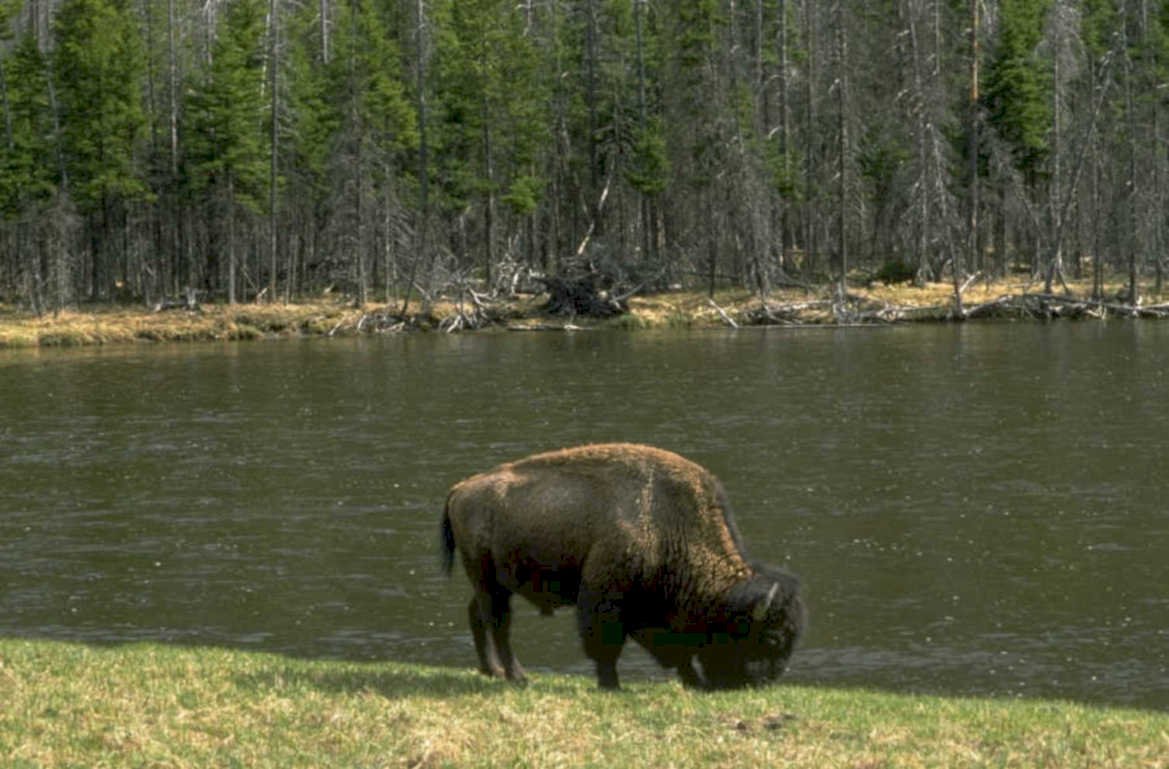bison yellowstone river 1980s 1990s A4 Photo Print