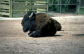 bison zoo scene Vintage A4 Photo Print