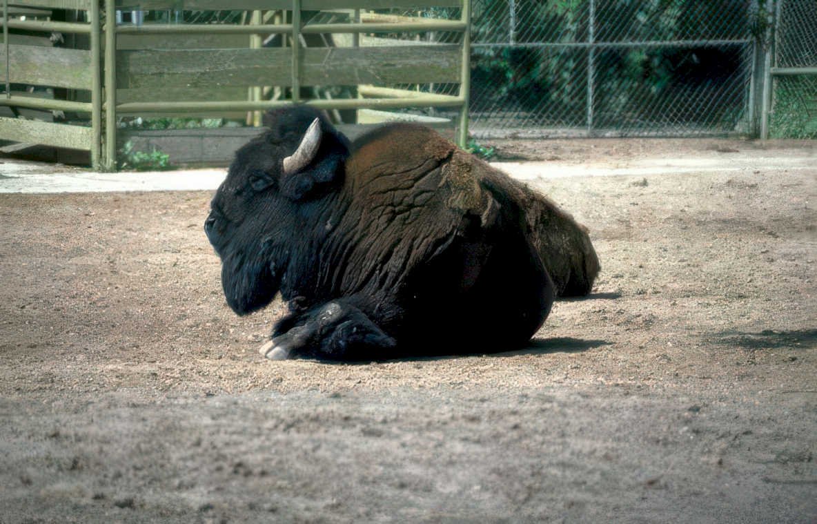 bison zoo scene Vintage A4 Photo Print