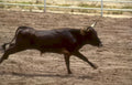 black angus bull Vintage A4 Photo Print