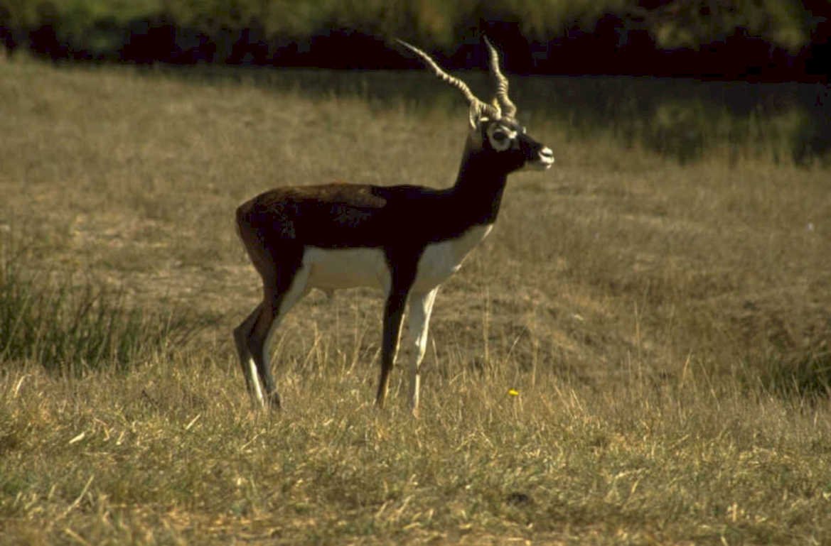 black antelope texas 1980s 1990s A4 Photo Print