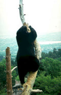 black bear asheville Vintage A4 Photo Print