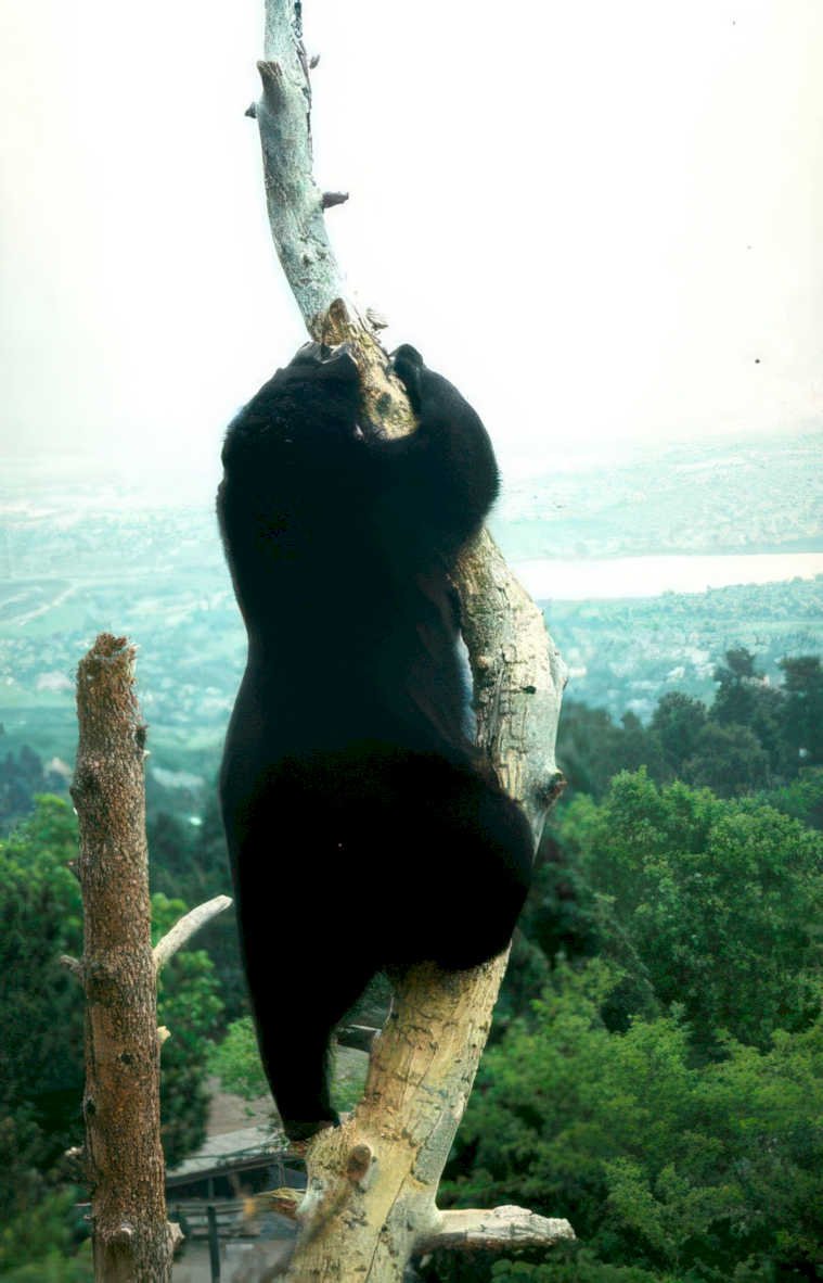 black bear asheville Vintage A4 Photo Print