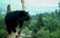 black bear birch Vintage A4 Photo Print