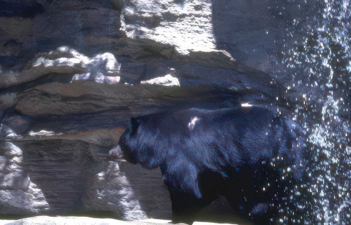 black bear cave 1 Vintage A4 Photo Print