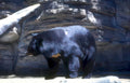 black bear cave 2 Vintage A4 Photo Print