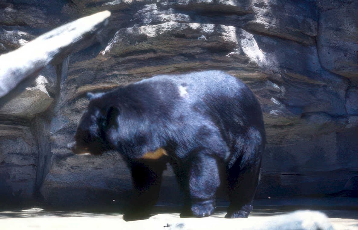 black bear cave 2 Vintage A4 Photo Print