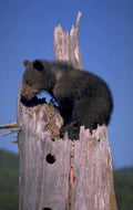 black bear cub 1 1980s 1990s A4 Photo Print