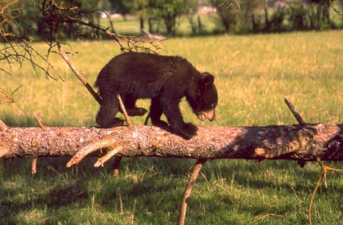 black bear cub 1980s 1990s A4 Photo Print
