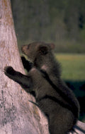 black bear cub 2 1980s 1990s A4 Photo Print