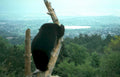 black bear landscape Vintage A4 Photo Print