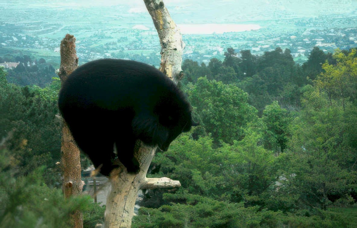 black bear mountain Vintage A4 Photo Print