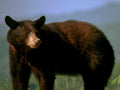 black bear portrait1980s 1990s A4 Photo Print