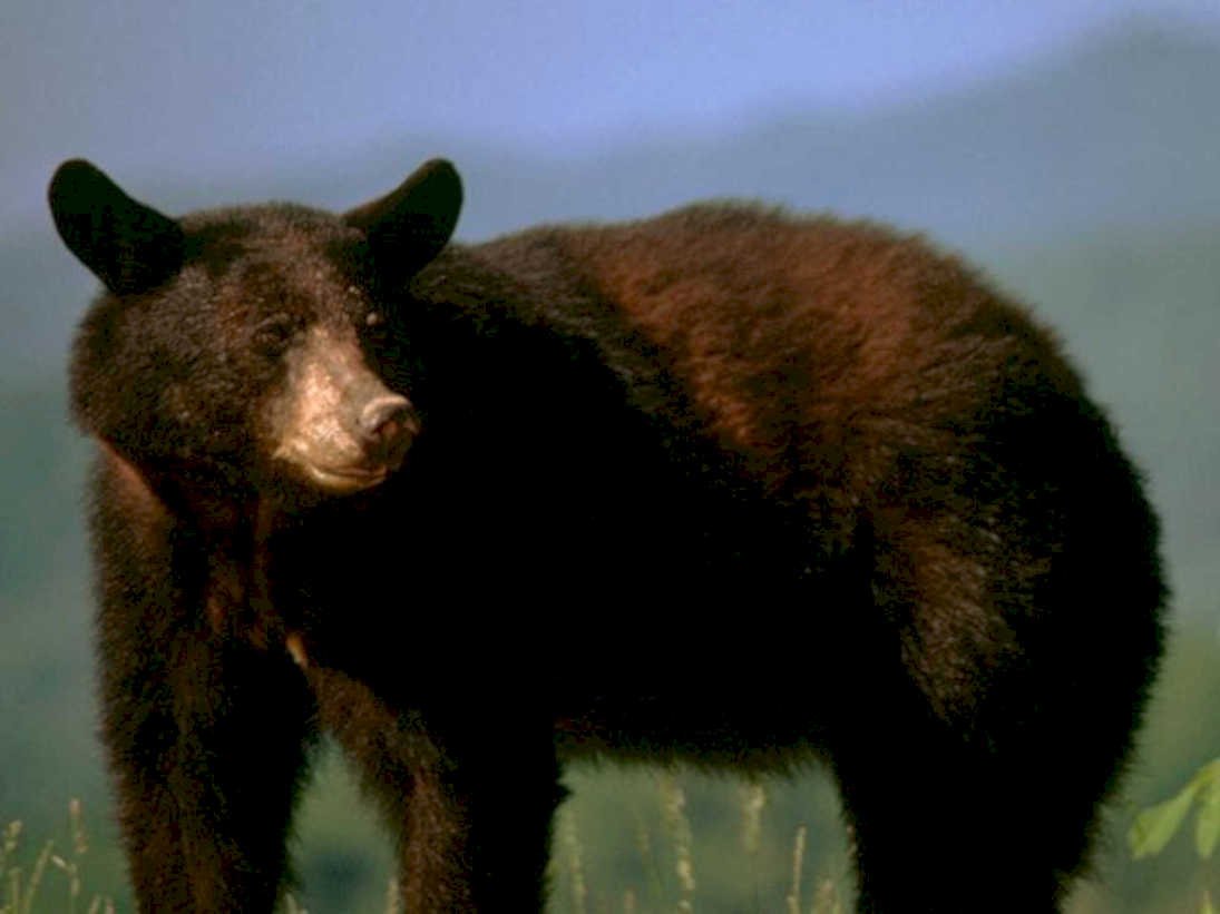 black bear portrait1980s 1990s A4 Photo Print