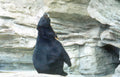 black bear rock Vintage A4 Photo Print