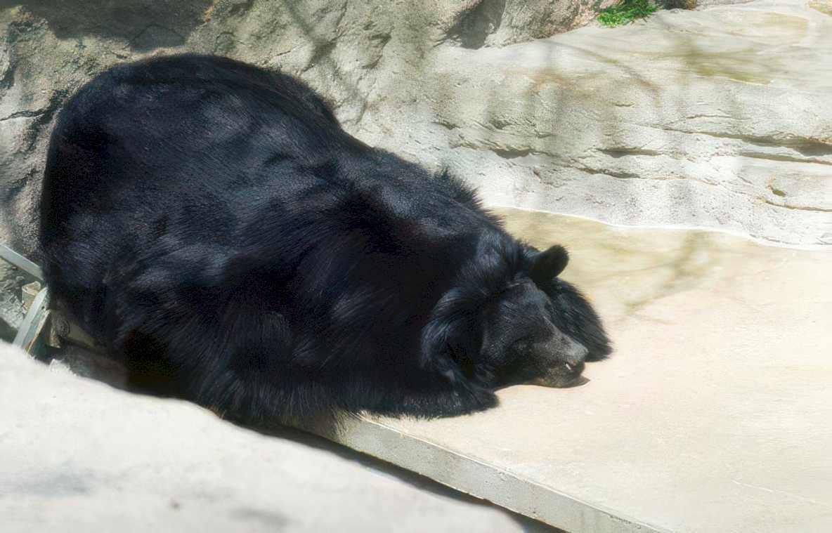 black bear sleep Vintage A4 Photo Print