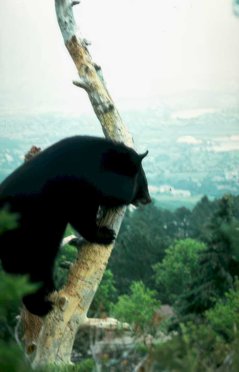 black bear tree Vintage A4 Photo Print