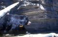 black bear zoo 1 Vintage A4 Photo Print