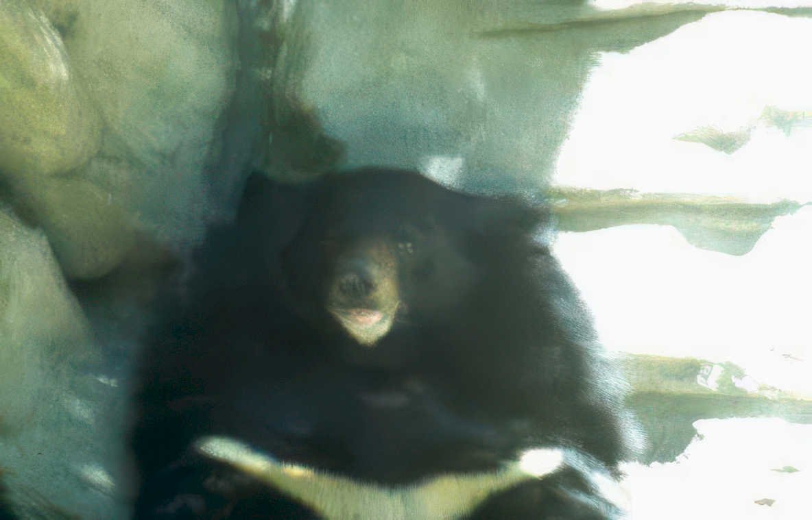 black bear zoo 2 Vintage A4 Photo Print