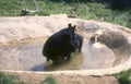 black bears water Vintage A4 Photo Print