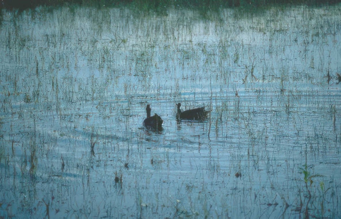 black bellied ducks Vintage A4 Photo Print