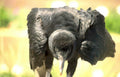 black billed vulture Vintage A4 Photo Print