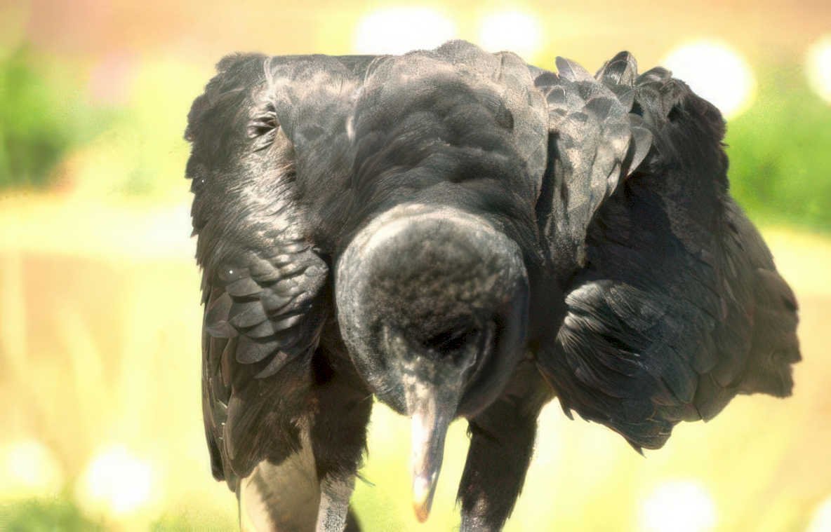 black billed vulture Vintage A4 Photo Print