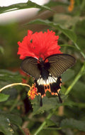 black butterfly hibiscus 1980s 1990s A4 Photo Print