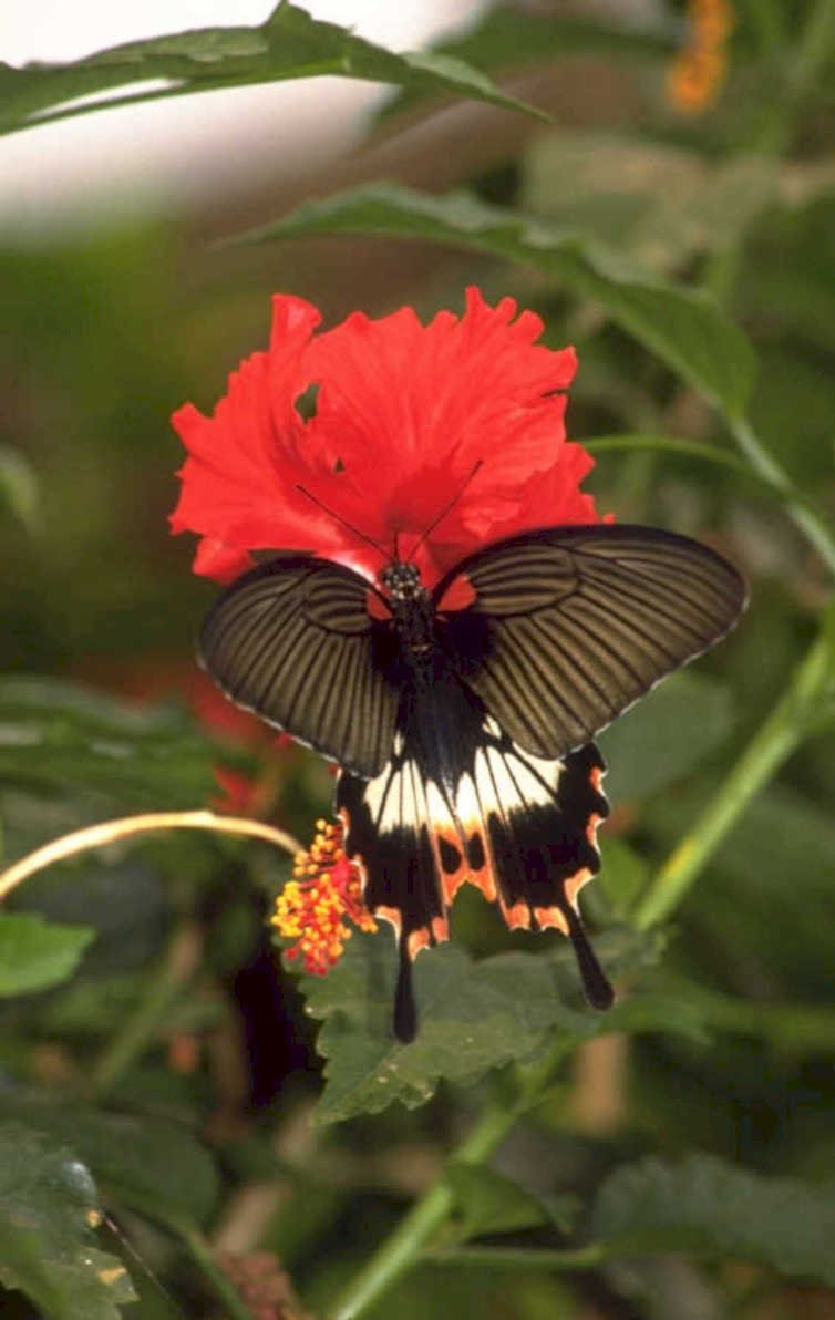 black butterfly hibiscus 1980s 1990s A4 Photo Print