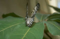 black butterfly leaf Vintage A4 Photo Print