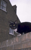 black cat brick 1980s 1990s A4 Photo Print